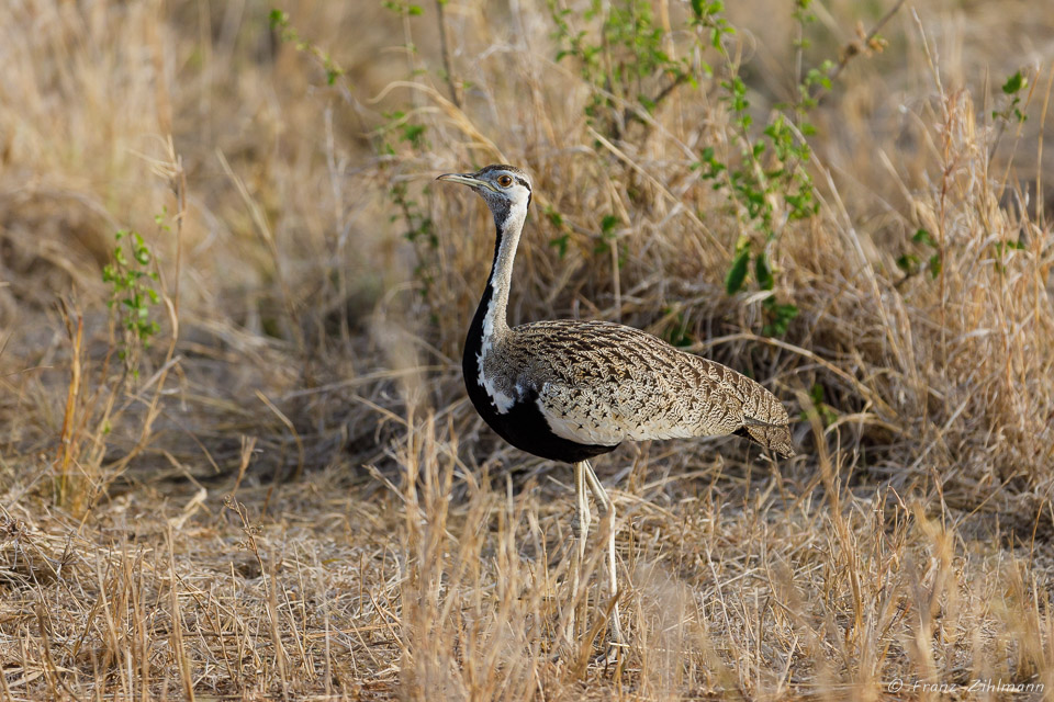 Black-bellied Bustard - Tarangire NP, Tanzania