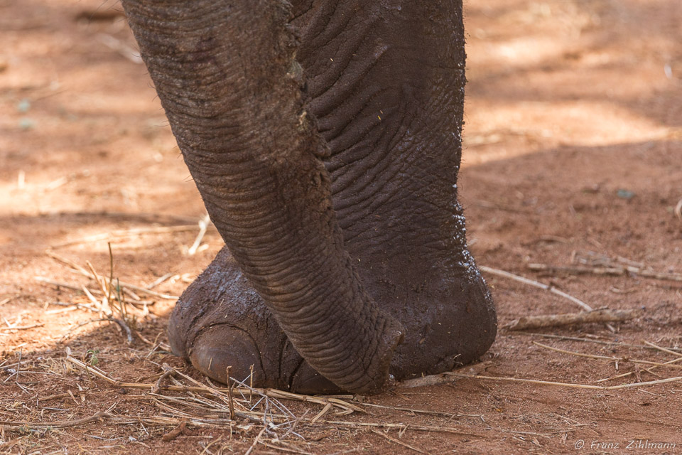 African Elephant - Tarangire NP, Tanzania