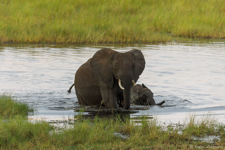 African Elephants - Tarangire NP, Tanzania