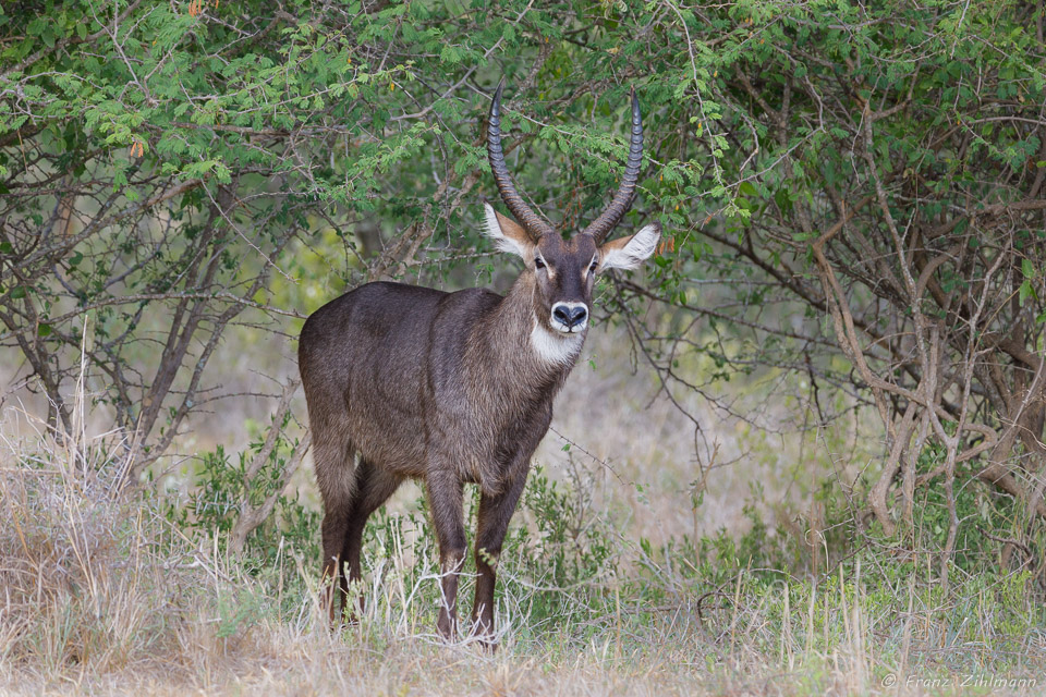 Waterbuck, Tarangire NP, Tanzania