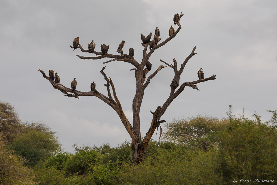 African White-backed Vultures - Tarangire NP, Tanzania