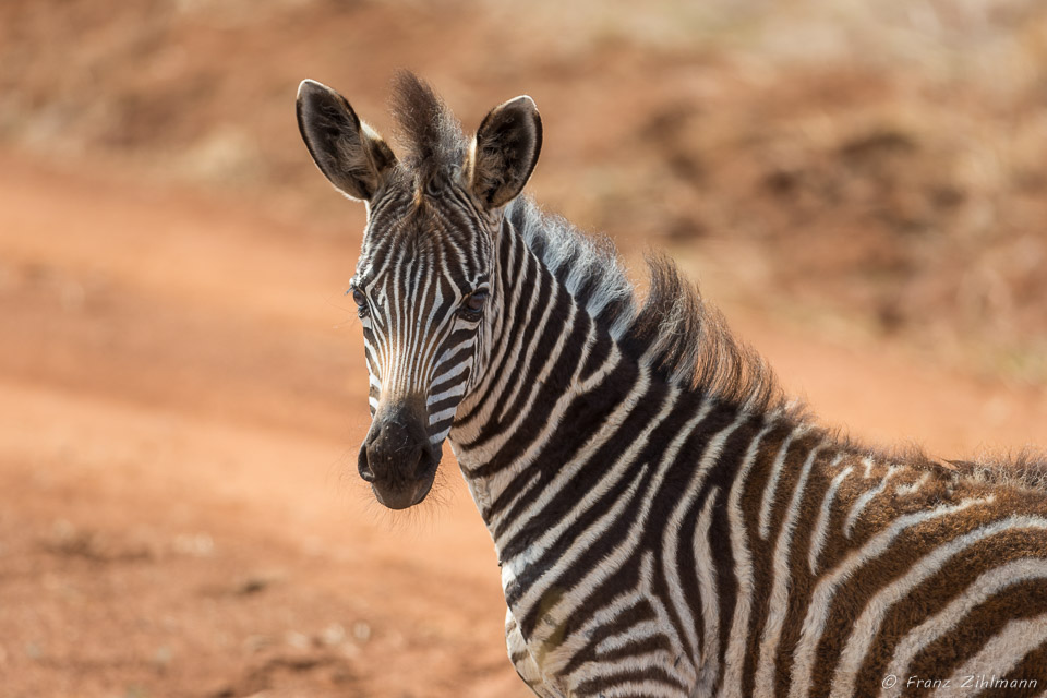 Zebra - Tarangire NP, Tanzania