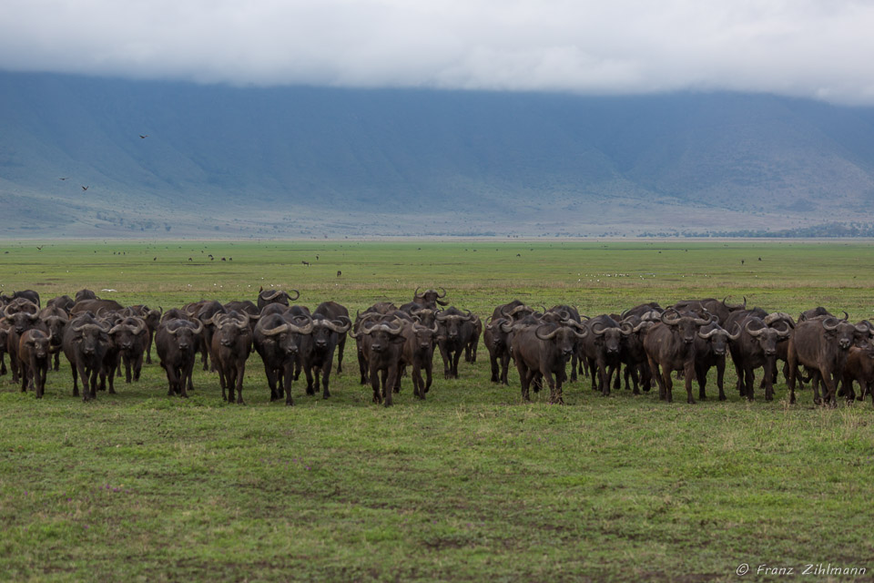 African Buffalo herd - Ngorongore NP, Tanzania