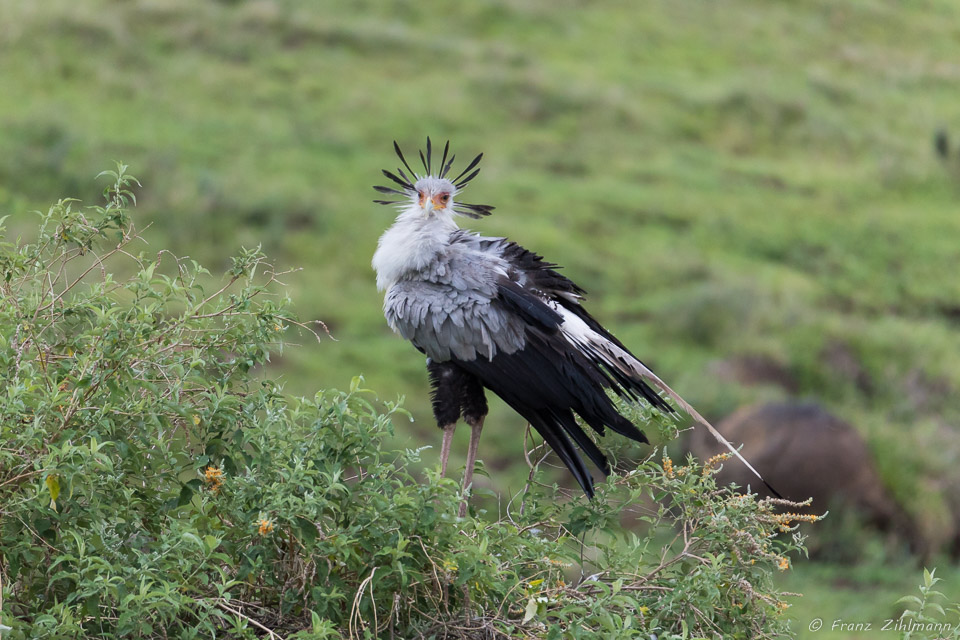 Secretary Bird - Ngorongoro NP, Tanzania