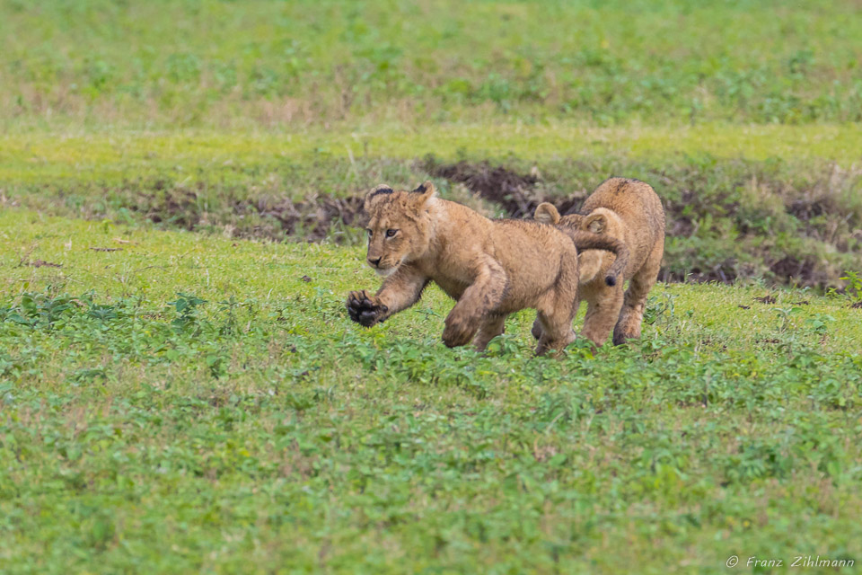 Lion Cubs - Ngorongoro NP, Tanzania