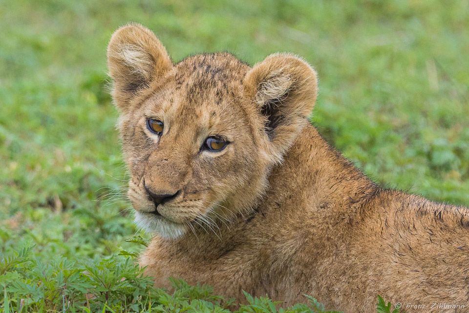 Lion Cub - Ngorongoro NP, Tanzania