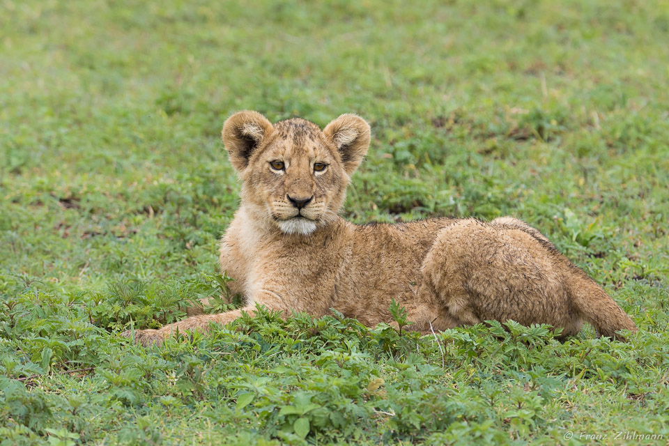 Lion Cub - Ngorongoro NP, Tanzania