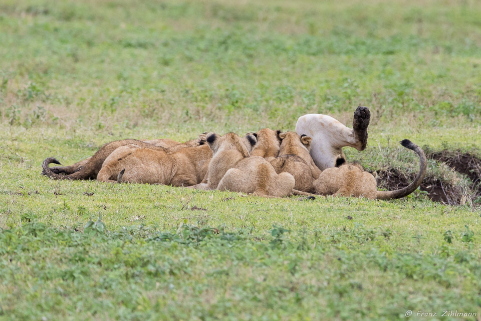 Suckling Lion Cubs - Ngorongoro NP, Tanzania