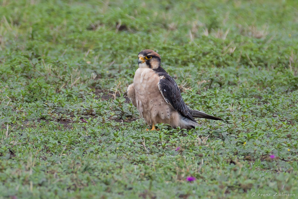 Lanner Falcon - Ngorongoro NP, Tanzania