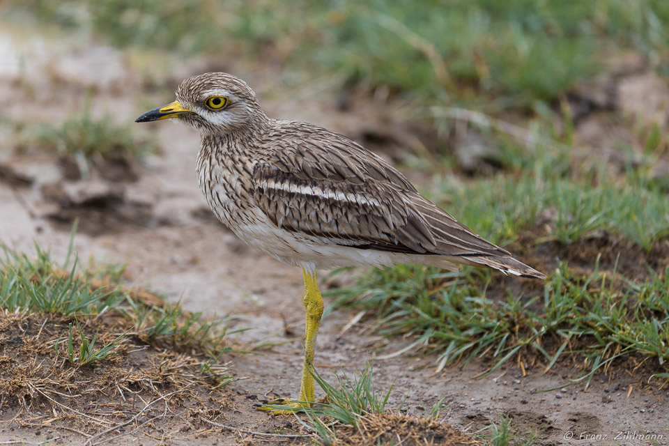 Water Thick-knee - Ngorongoro NP, Tanzania