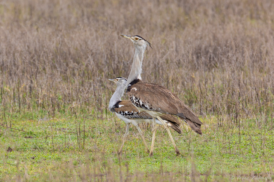 Pair of Male Kori Bustard - Ngorongoro NP, Tanzania