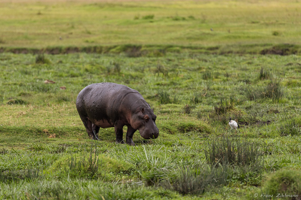Hippopotamus - Ngorongoro NP, Tanzania