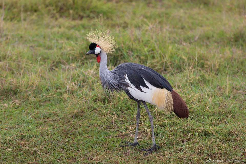 Grey-crowned Crane -  Ngorongore NP, Tanzania