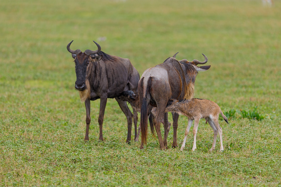 Baby Wildebeests - Ngorongoro NP, Tanzania
