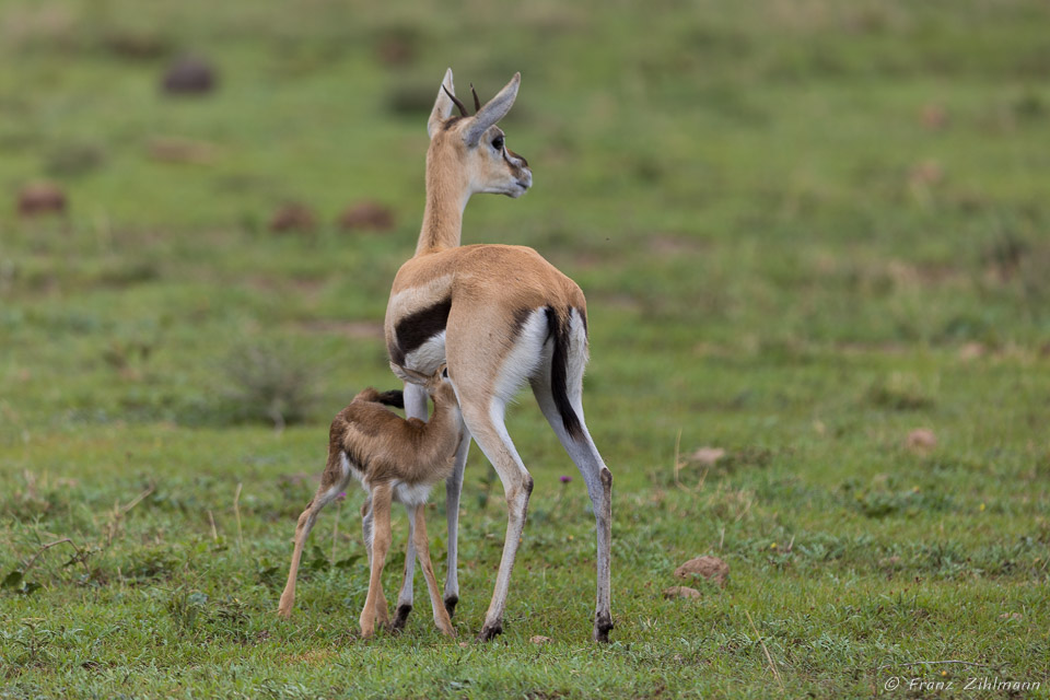 Nursing Thomson Gazelle - Ngorongoro NP, Tanzania