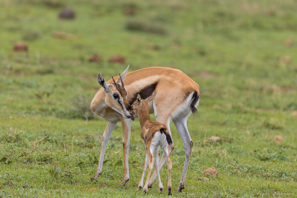 Thomson Gazelles - Ngorongoro NP, Tanzania