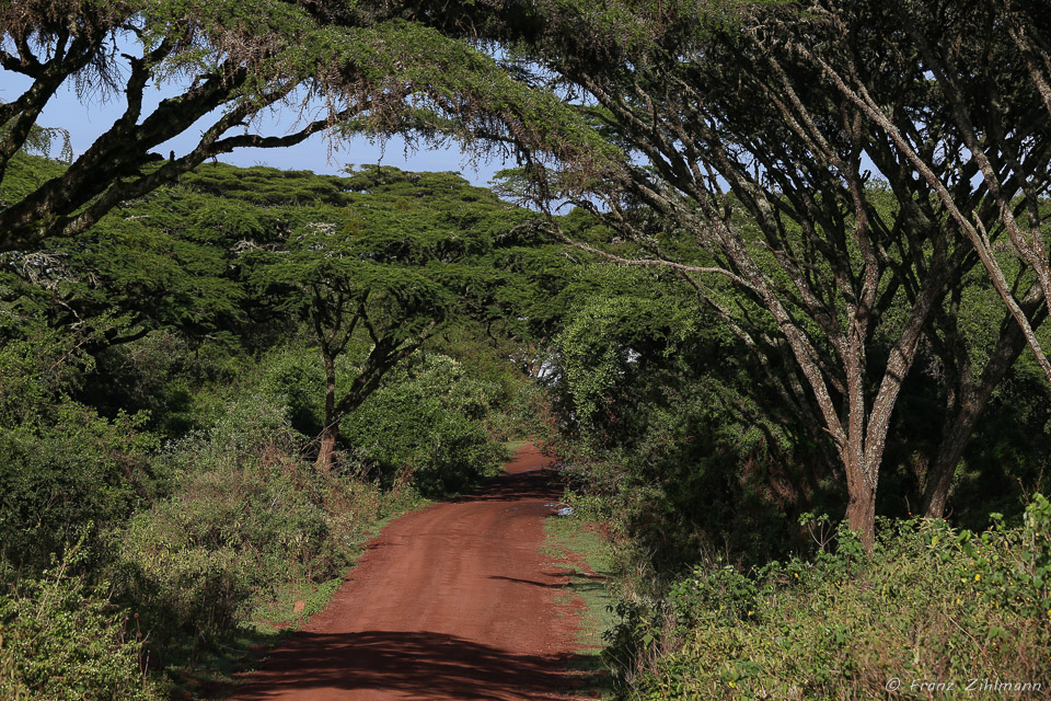 Drive down to the Ngorongoro Crater - Ngorongoro NP, Tanzania