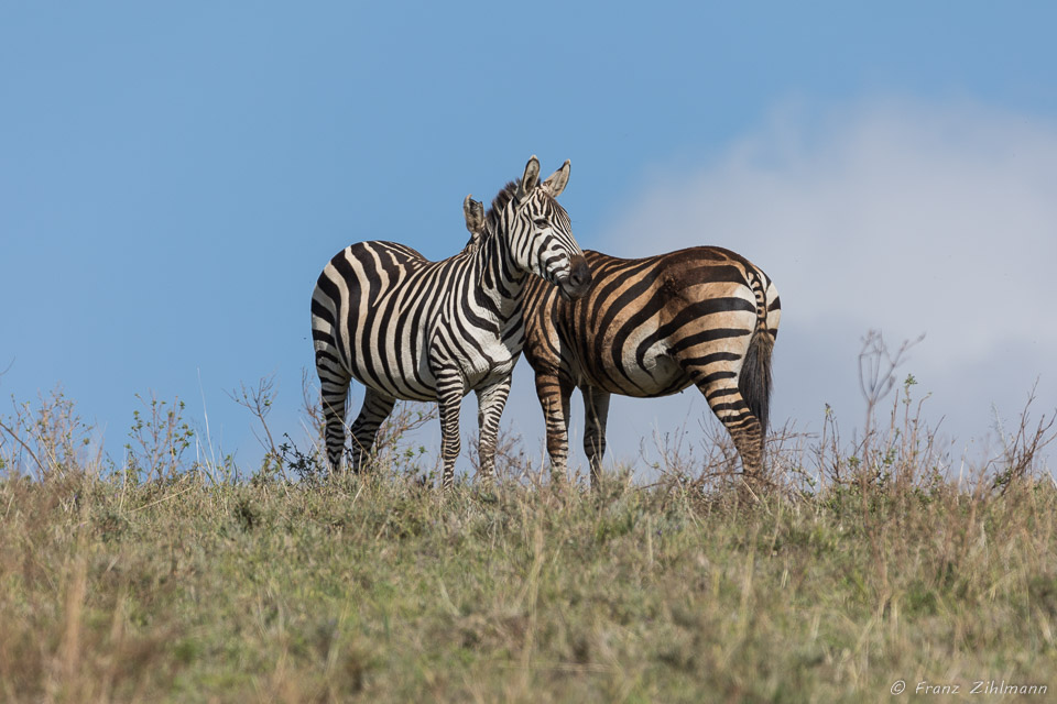 Common Zebras - Ngorongoro NP, Tanzania