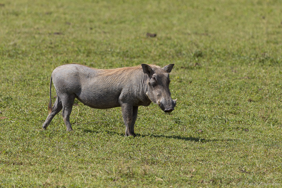 Warthog - Ngorongoro NP, Tanzania