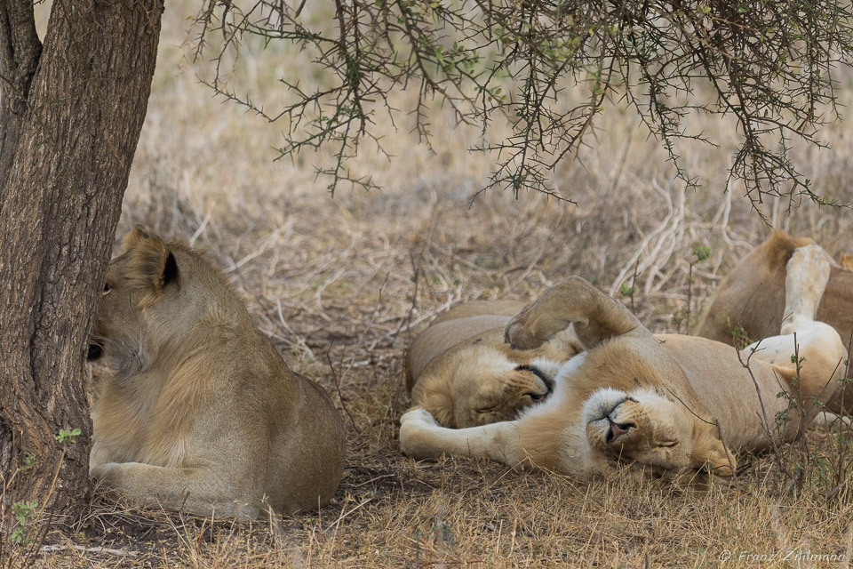 Lazy Lions - Southern Serengeti NP, Tanzania