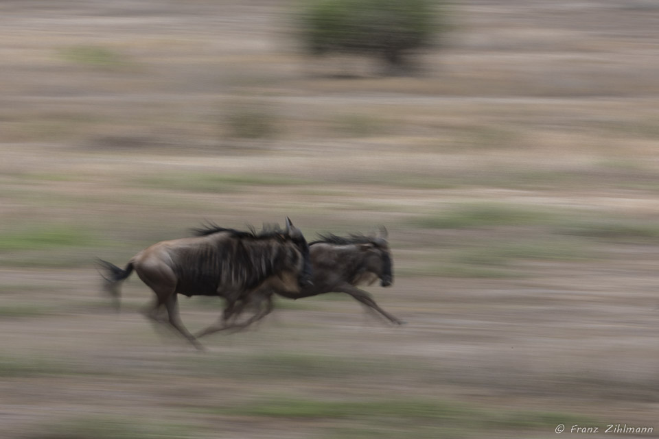 Running Wildebeests - Southern Serengeti NP, Tanzania