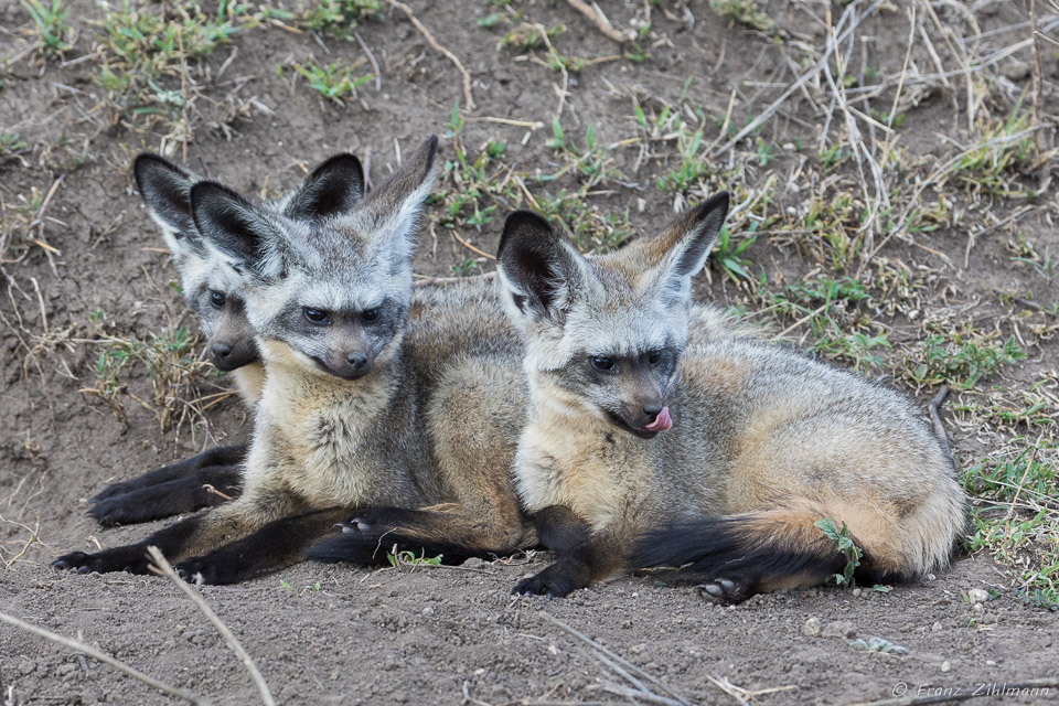 Southern Serengeti NP, Tanzania