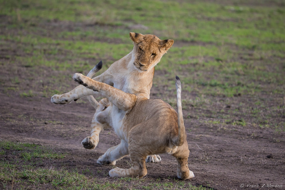 Playing Lion Juveniles - Southern Serengeti NP, Tanzania