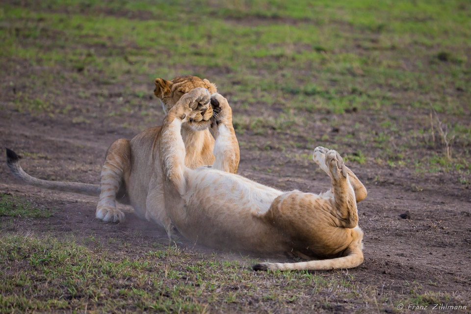 Playing Lion Juveniles - Southern Serengeti NP, Tanzania