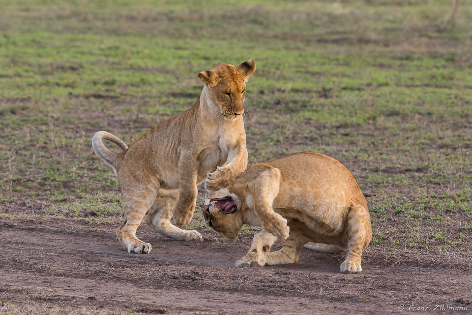 Playing Lion Juveniles - Southern Serengeti NP, Tanzania