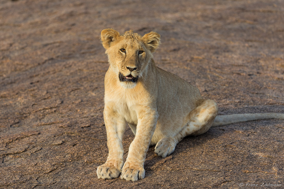 Cute Lion Juveniles - Southern Serengeti NP, Tanzania