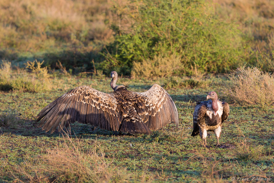 Ruppell's Griffon Vulture - Southern Serengeti NP, Tanzania