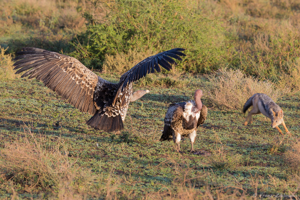 Ruppell's Griffon Vulture and Black-backed Jackal - Southern Serengeti NP, Tanzania