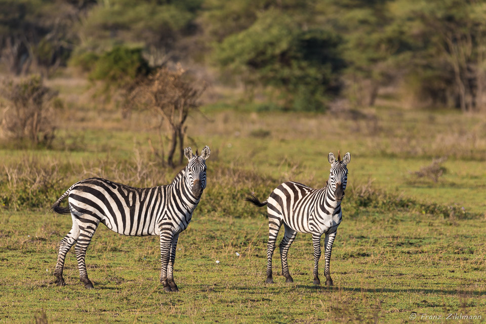 Common Zebras - Southern Serengeti NP, Tanzania