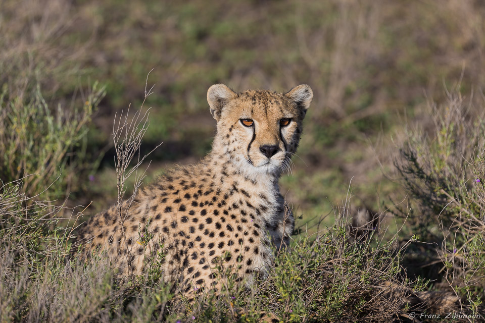 Cheetah - Southern Serengeti NP, Tanzania