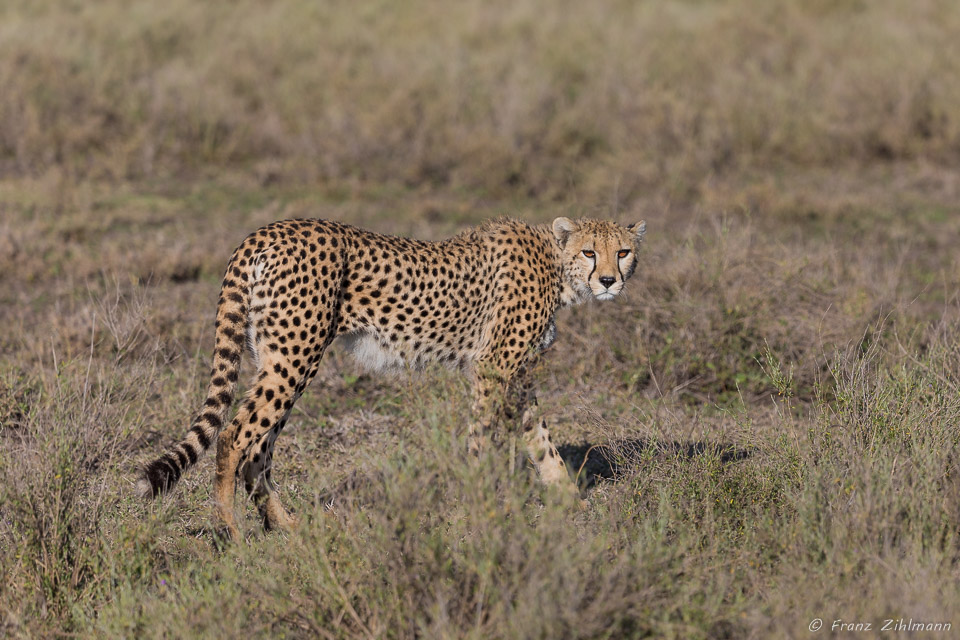 Cheetah - Southern Serengeti NP, Tanzania