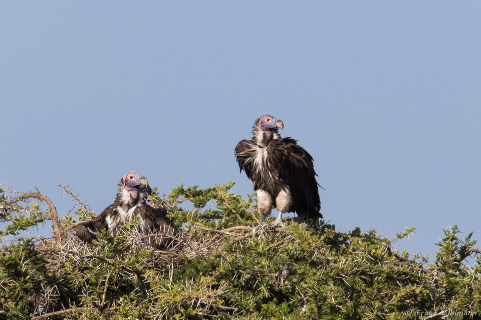 Lappet-faced Vulture with Chick- Southern Serengeti NP, Tanzania