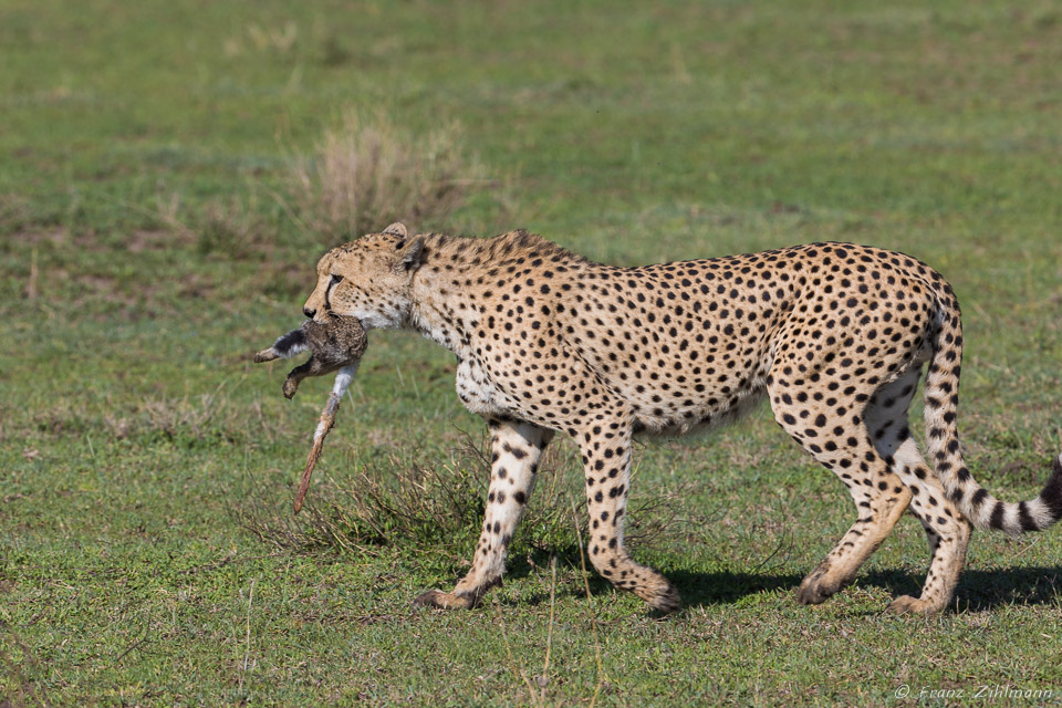 Cheetah with African Hare prey - Southern Serengeti NP, Tanzania