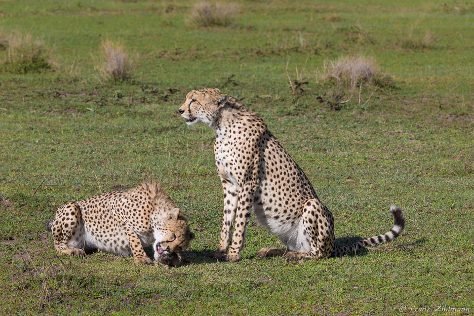 Cheetahs with African Hare prey - Southern Serengeti NP, Tanzania