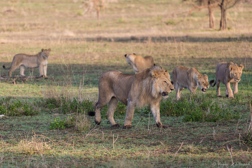Hunting Liona - Southern Serengeti NP, Tanzania