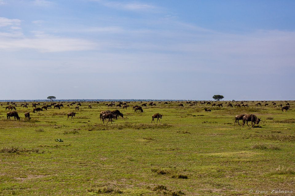 Wilderbeest herd - Southern Serengeti NP, Tanzania