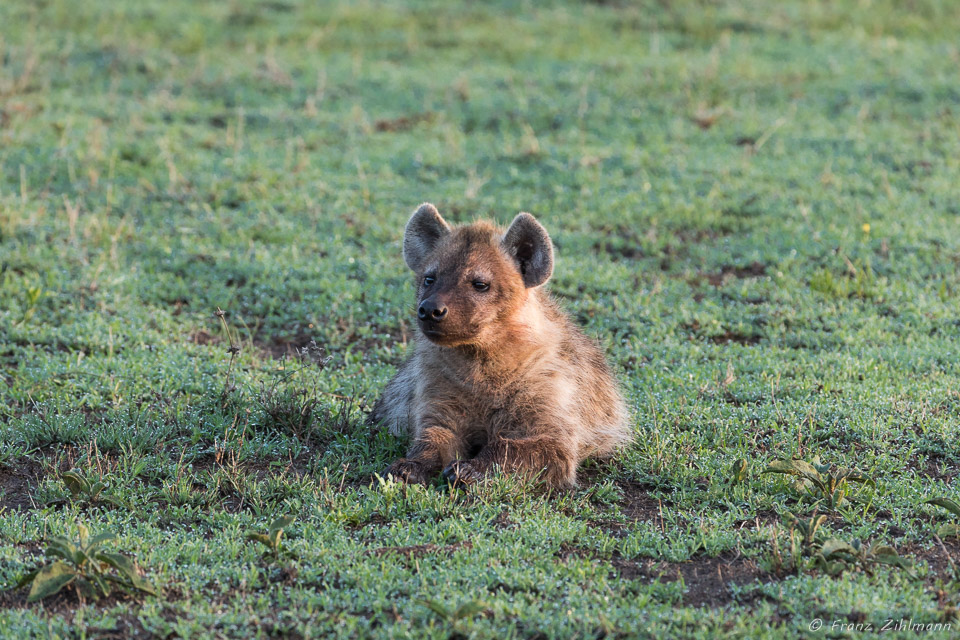 Young spotted Hyena - Southern Serengeti NP, Tanzania