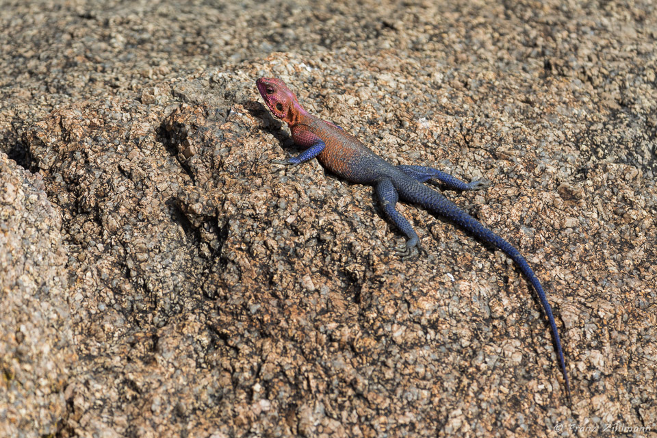 Red-headed Agama - Southern Serengeti NP, Tanzania