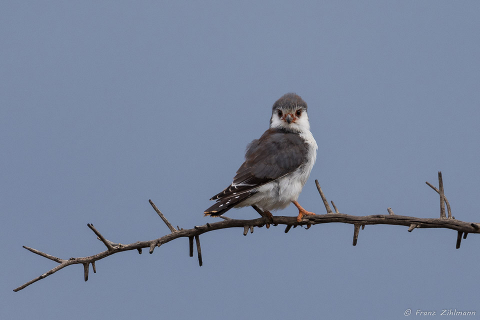 Pygmy Falcon - Southern Serengeti NP, Tanzania