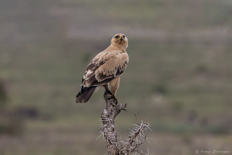 Tawny Eagle - Southern Serengeti NP, Tanzania