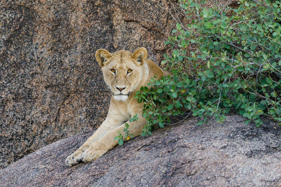 Southern Serengeti NP, Tanzania