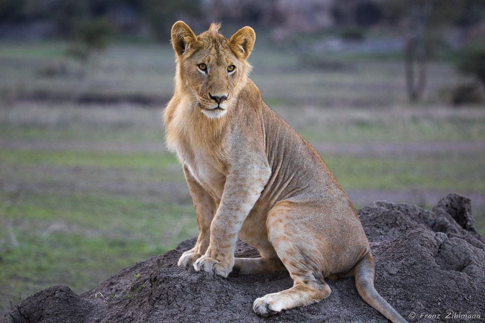 Southern Serengeti NP, Tanzania