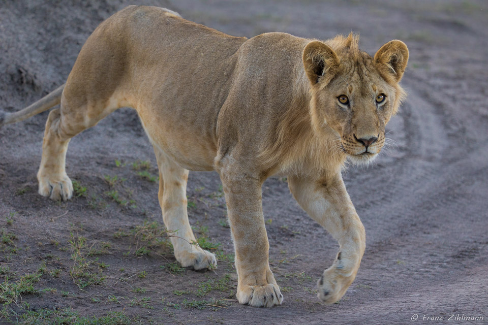 Southern Serengeti NP, Tanzania