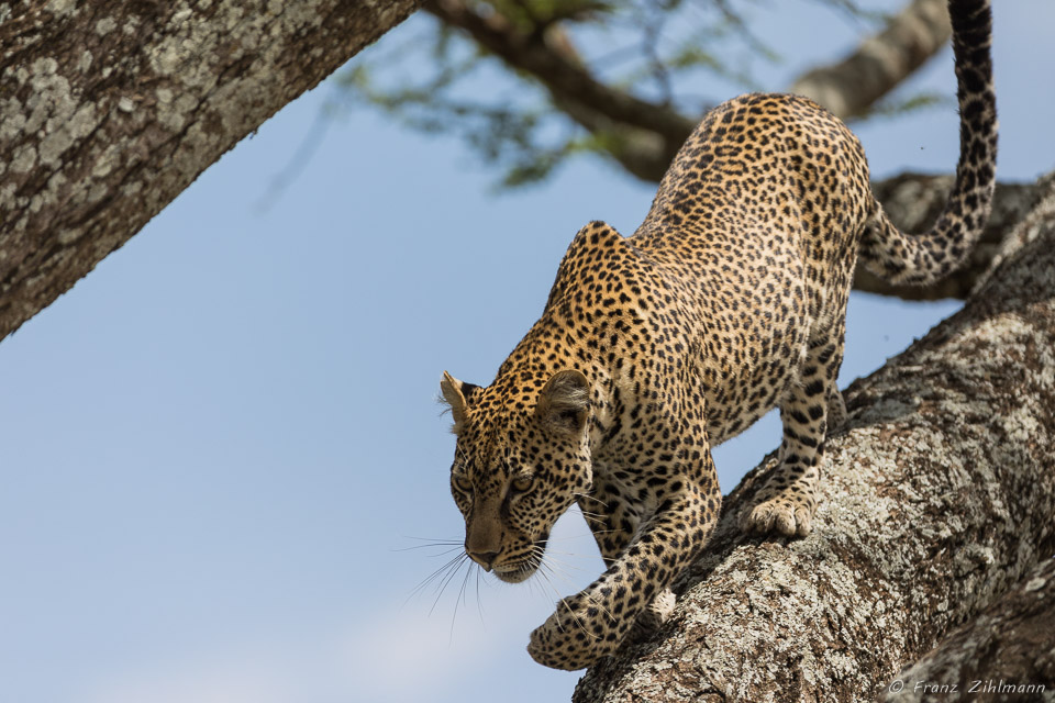 Namiri Plains, Serengeti NP, Tanzania