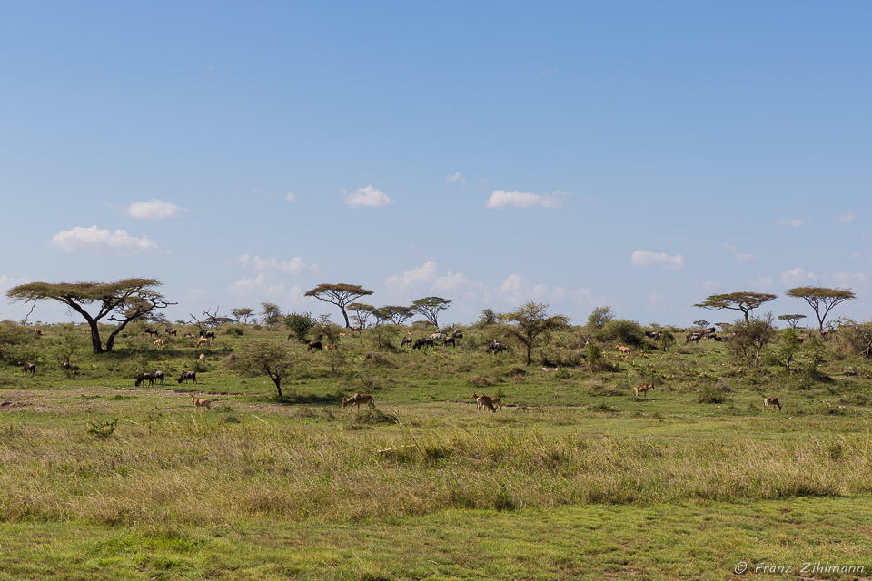 Namiri Plains, Serengeti NP, Tanzania