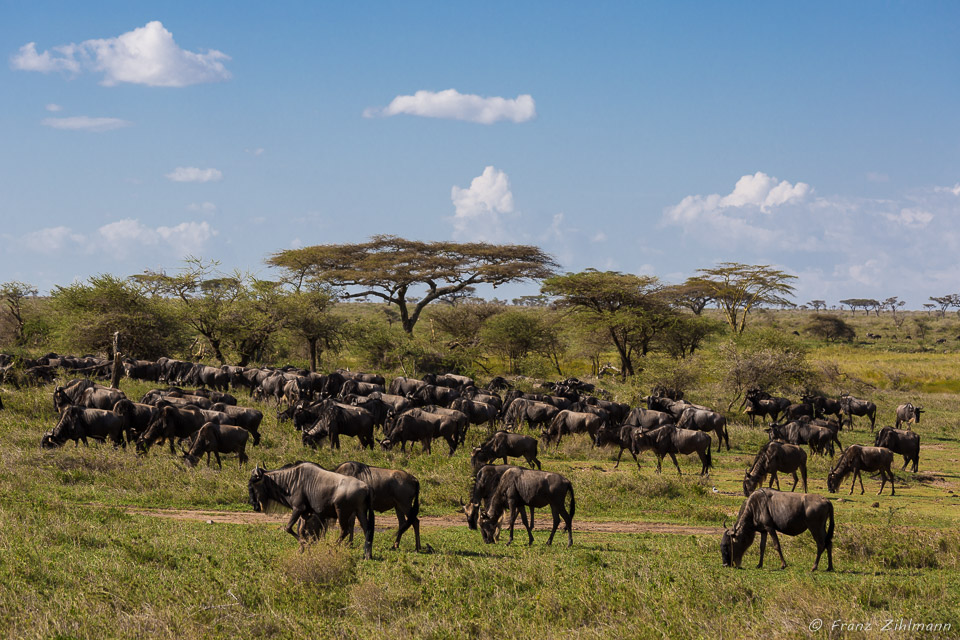 Wildebeest - Namiri Plains, Serengeti NP, Tanzania